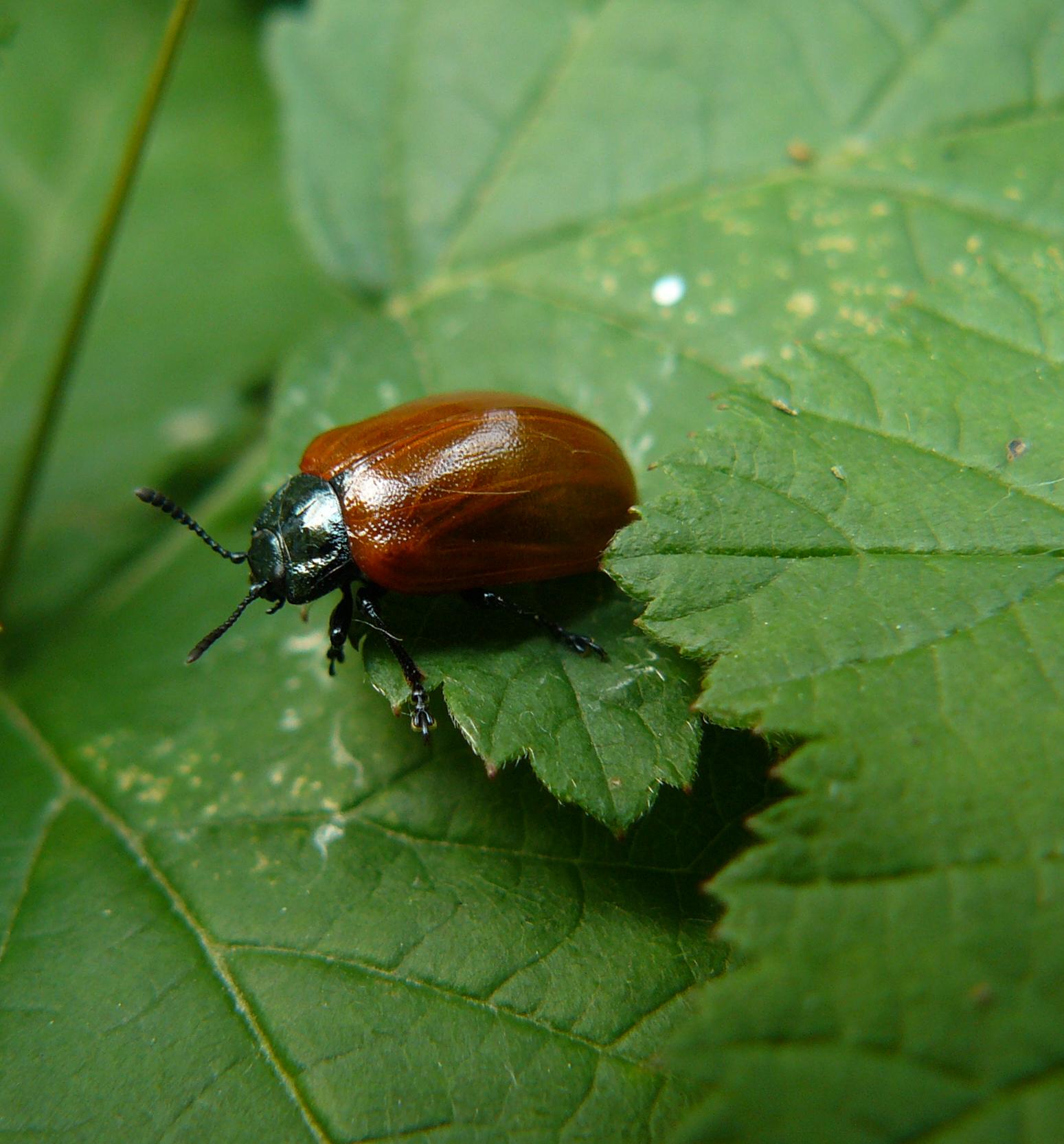 Chrysomela populi,  Mimela junii, Carabus coriaceus.